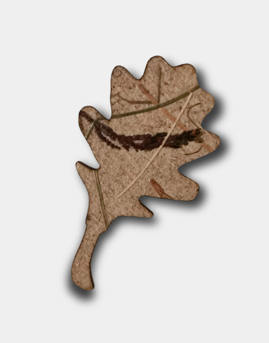 brož dub- tráva - lesakus